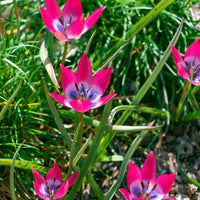 Tulipa botanical little beauty - 10 Botanische tulpen Little Beauty - Tulpen