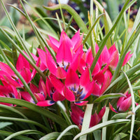 Tulpen - 10 Botanische tulpen Little Beauty - Tulipa botanical little beauty