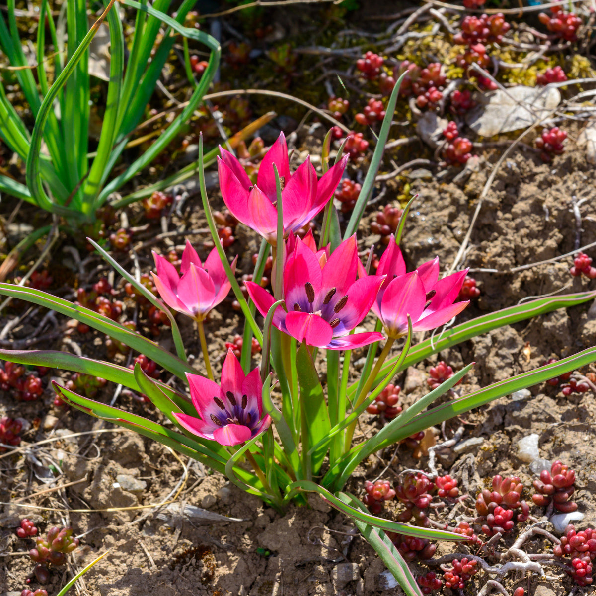 10 Botanische tulpen Little Beauty - Tulipa botanical little beauty - Bakker
