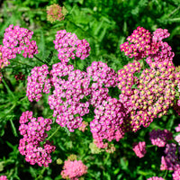 Achillea milleforlium Mily Rock - Duizendblad Mily Rock - Achillea - Duizendblad