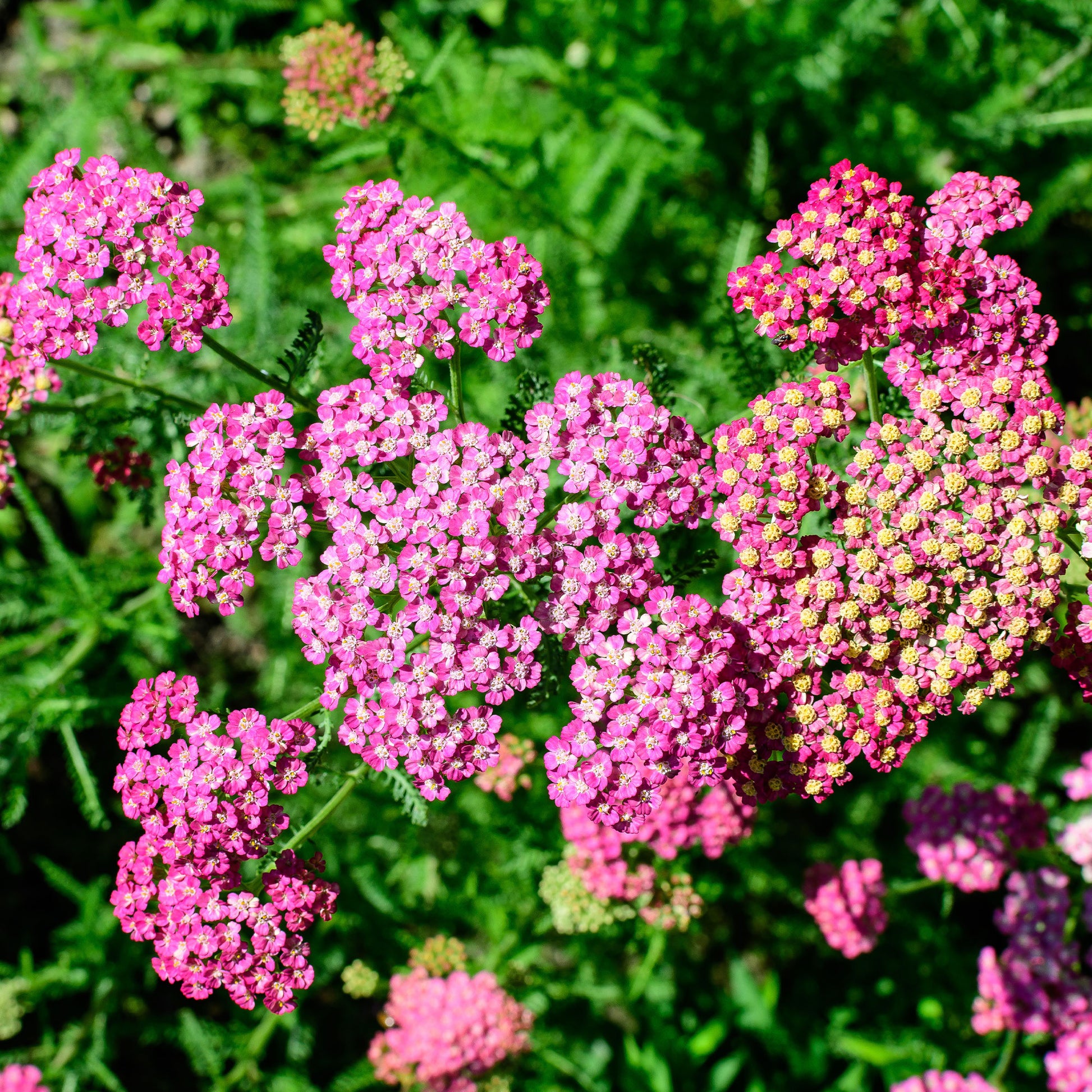 Achillea milleforlium Mily Rock - Duizendblad Mily Rock - Achillea - Duizendblad