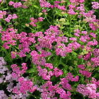 Achillea - Duizendblad - Duizendblad Mily Rock - Achillea milleforlium Mily Rock
