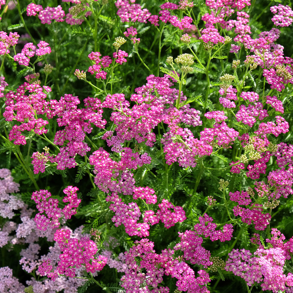 Duizendblad - Duizendblad Mily Rock - achillea milleforlium Mily Rock