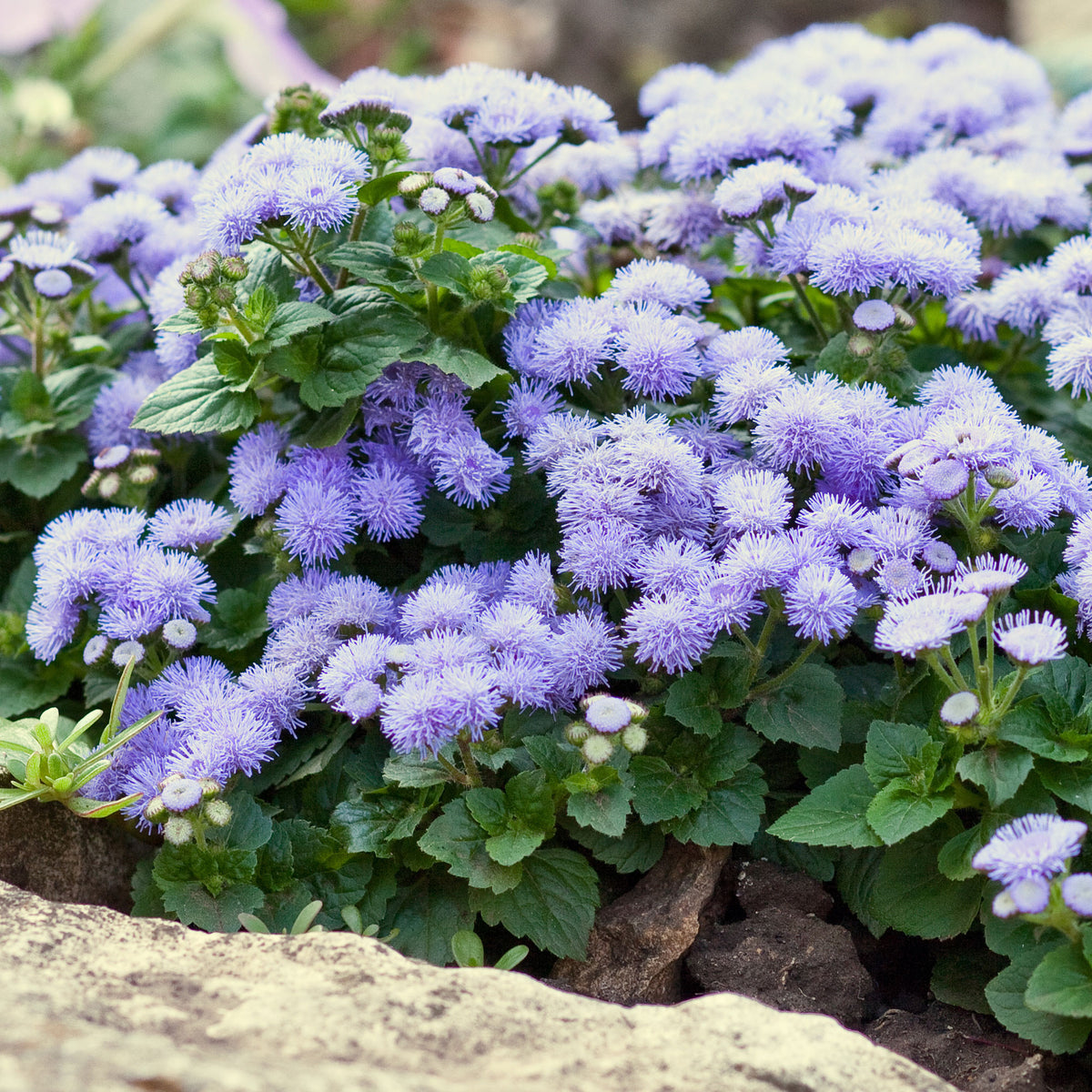 Ageratum blue - Blauwe Ageratum  - Leverbalsem - Balkon- en terrasbloemen