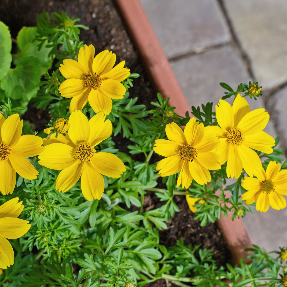 Gele bidens - Bakker