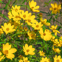 Gele bidens - Bidens yellow - Bakker