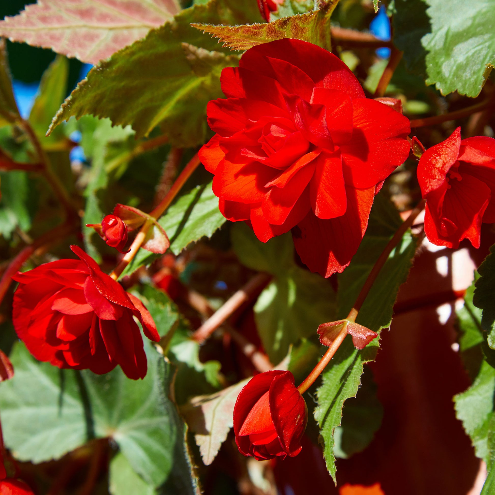 Bégonia red - Rode Knolbegonia - Balkon- en terrasbloemen