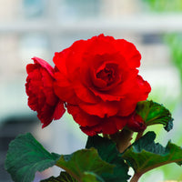 Rode Knolbegonia - Bégonia red - Bakker