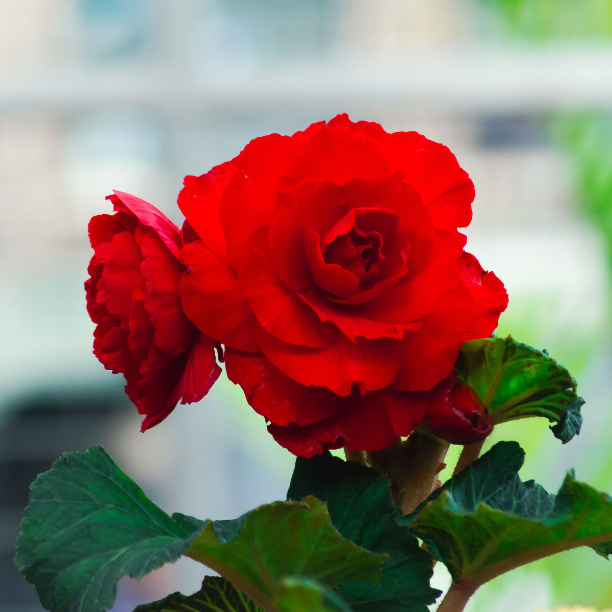 Rode Knolbegonia - Bégonia red - Bakker