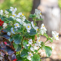 Witte waterbegonia - Bégonia semperflorens white - Bakker