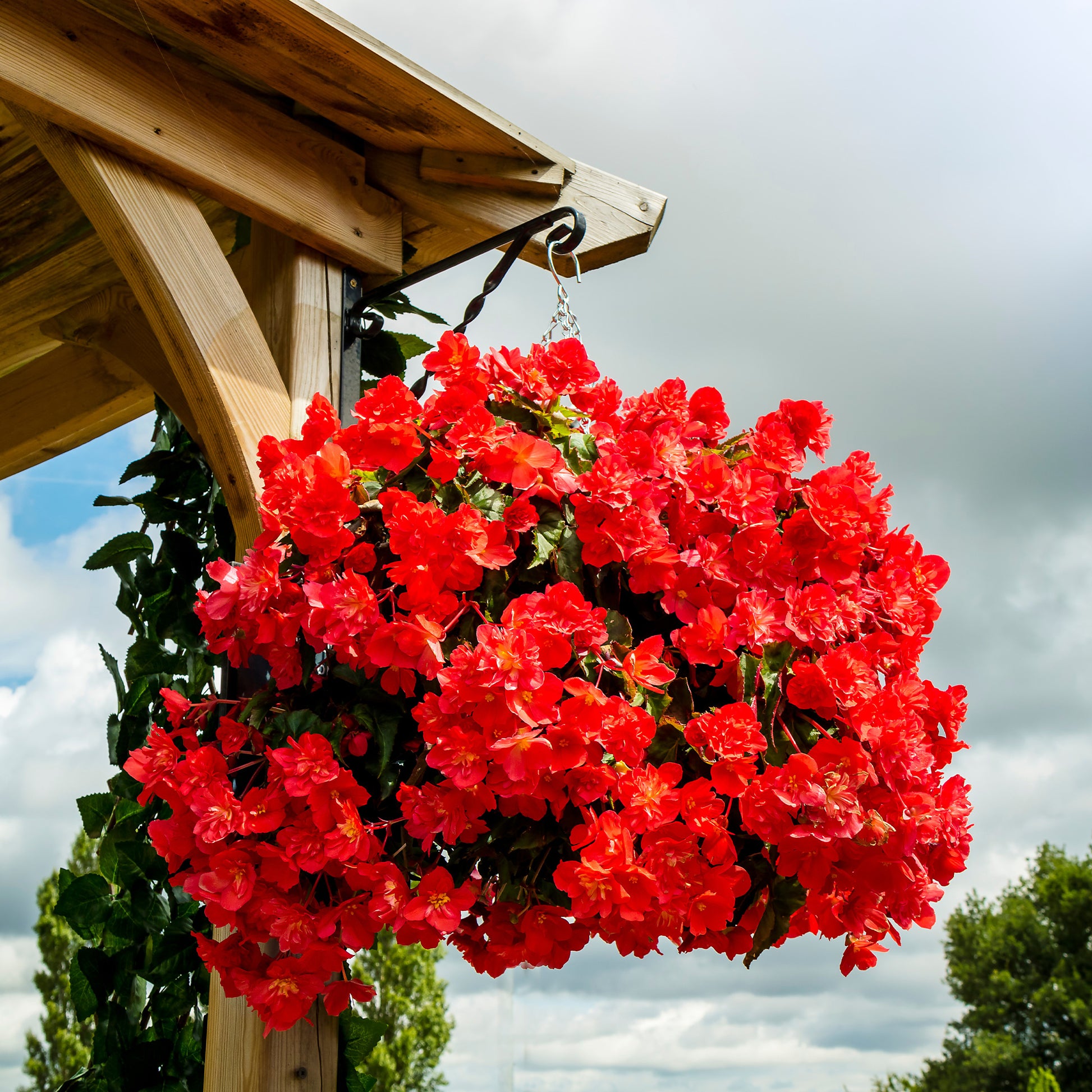 Bégonia pendula  red - Rode hangbegonia - Balkon- en terrasbloemen