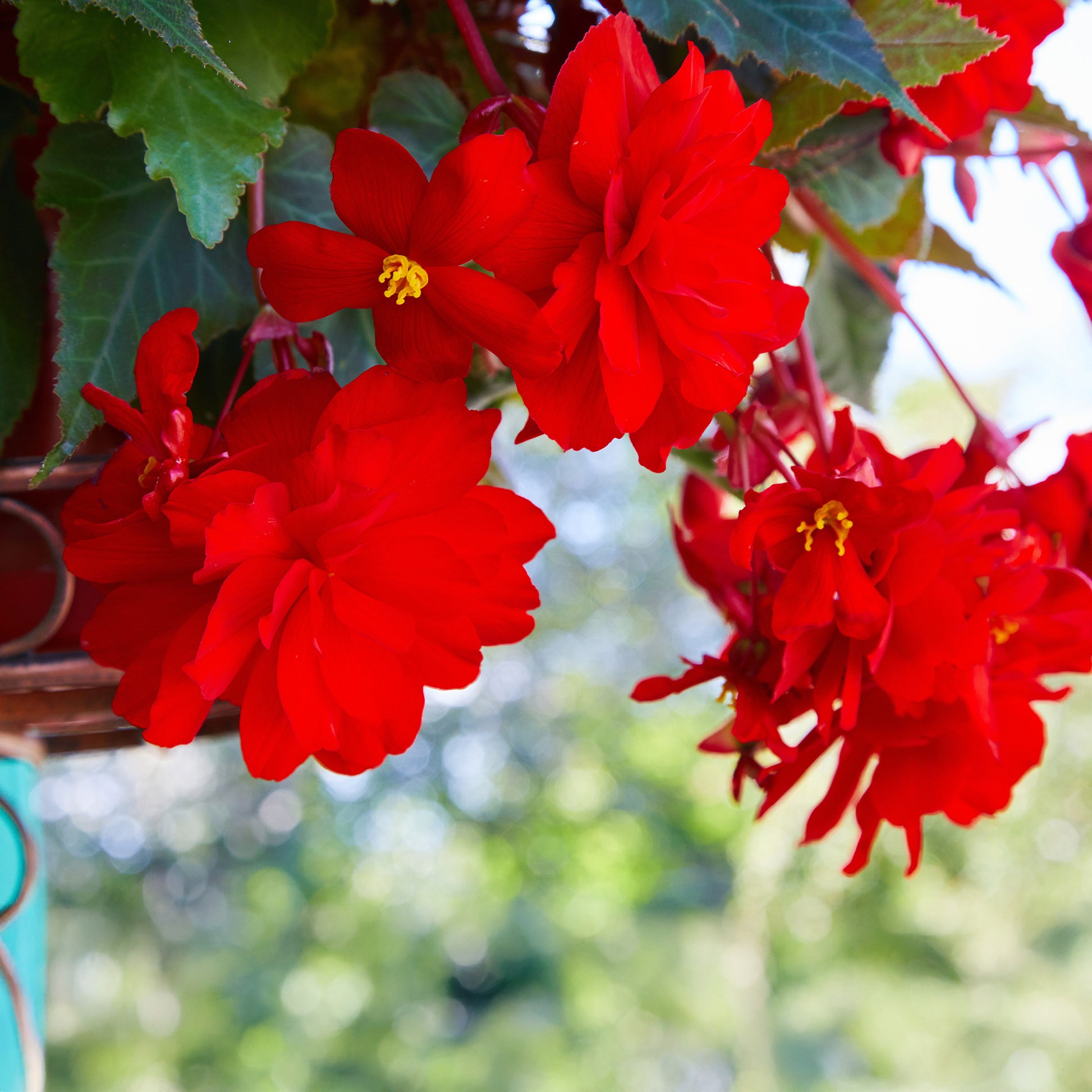 Rode hangbegonia - Bégonia pendula  red - Bakker
