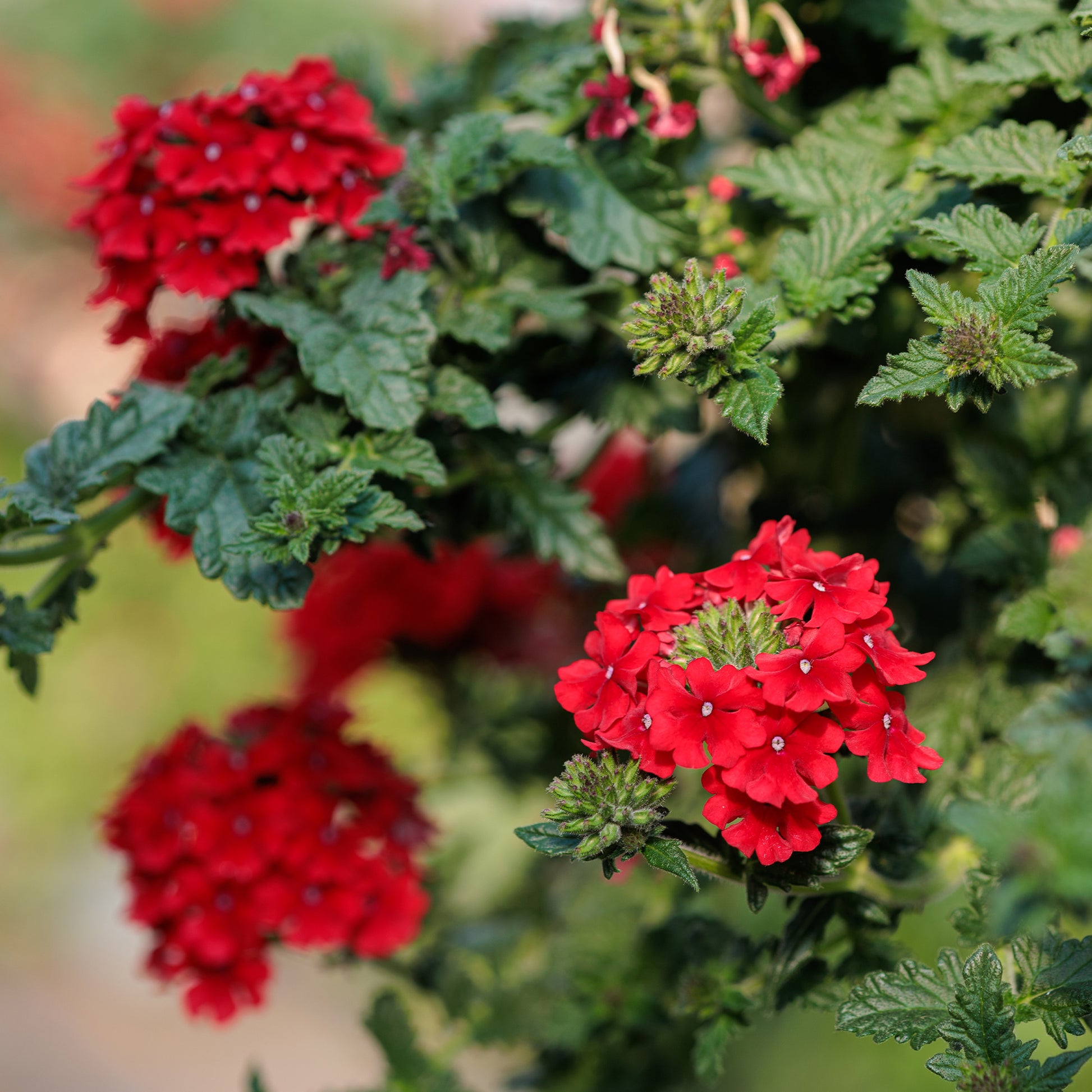 Rode hangende verbena - Ijzerhard - Verbena pendula red - Bakker