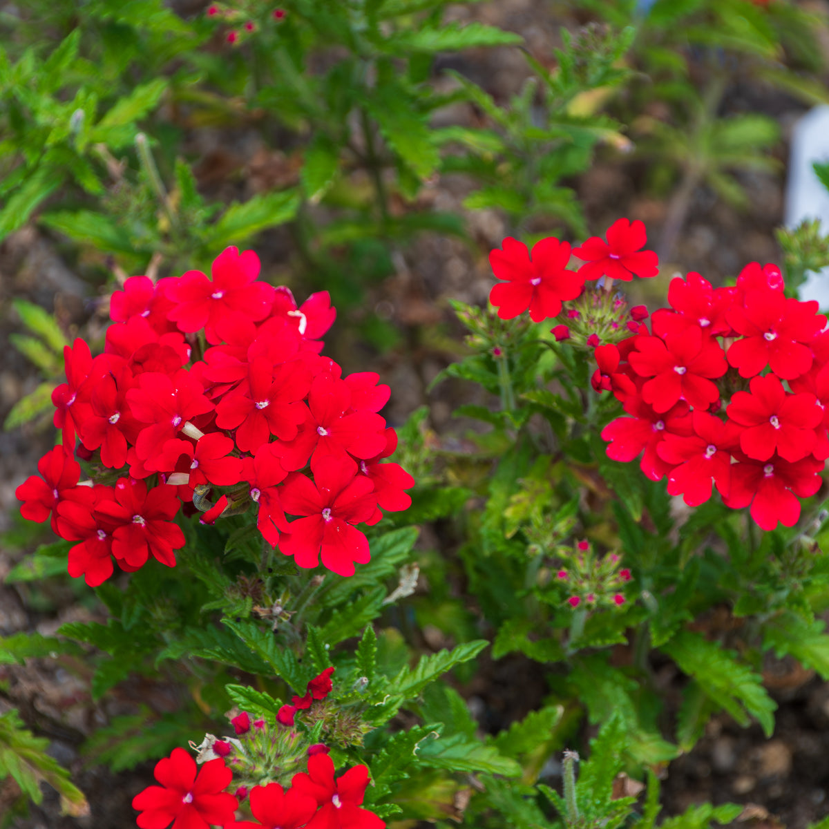 Verbena  red - Rode hangende verbena - Ijzerhard - Balkon- en terrasbloemen