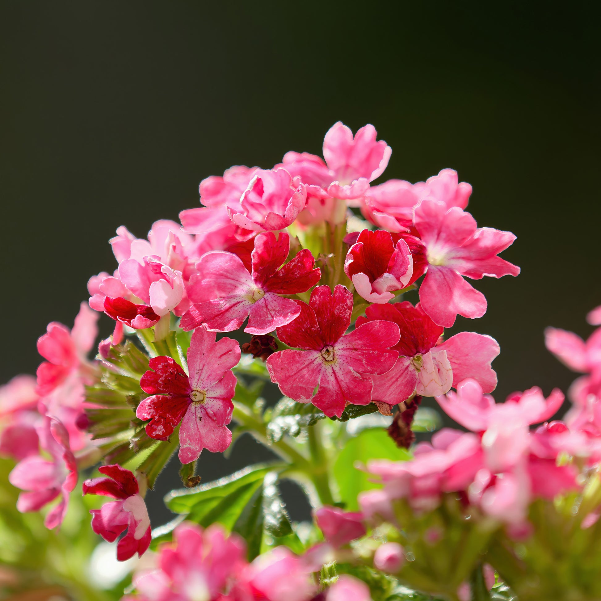 Roze hangende verbena - Ijzerhard - Verbena pendula pink - Bakker