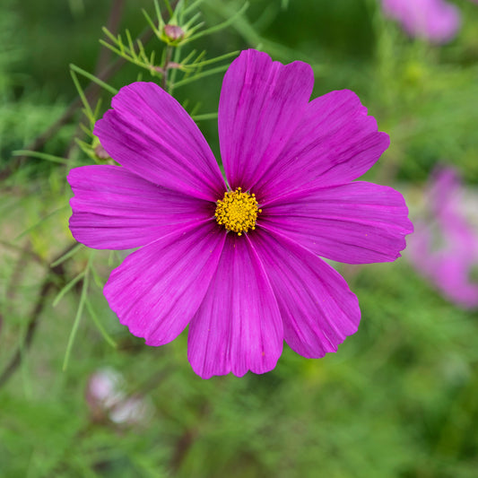 Paarse Cosmos - Bakker