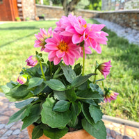 Roze Dahlia - Dahlia pink - Bakker