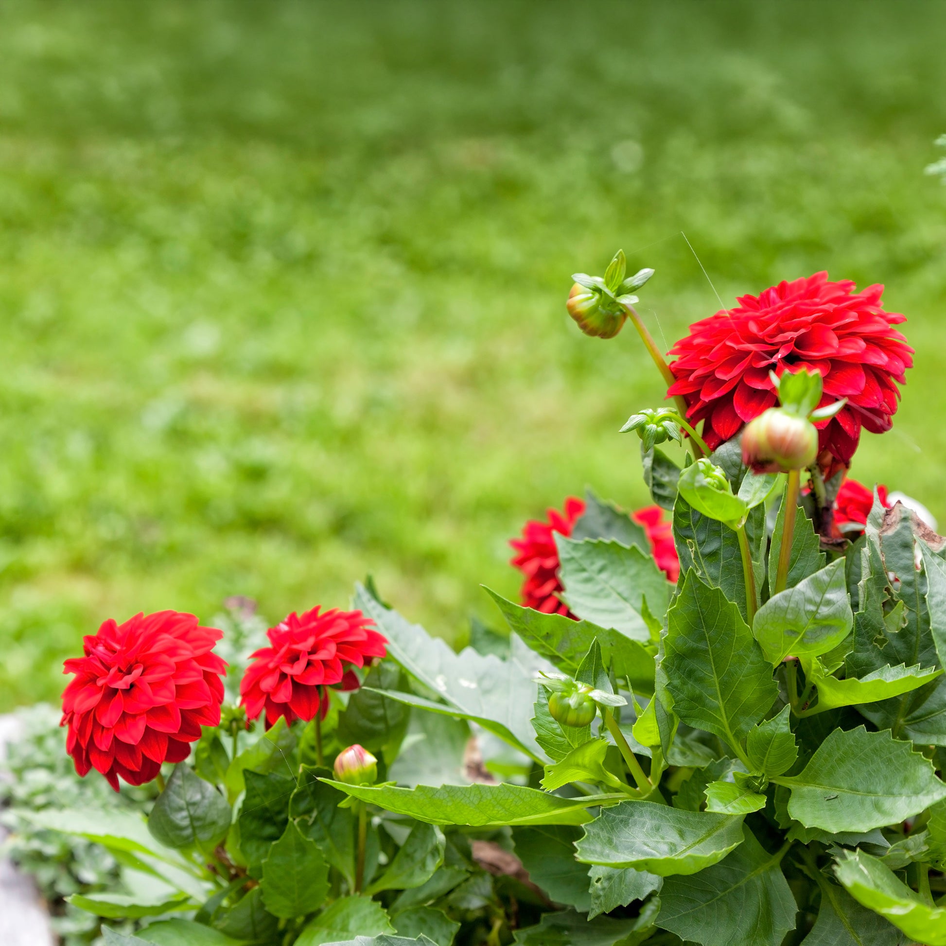 Dahlia red - Rode Dahlia - Balkon- en terrasbloemen