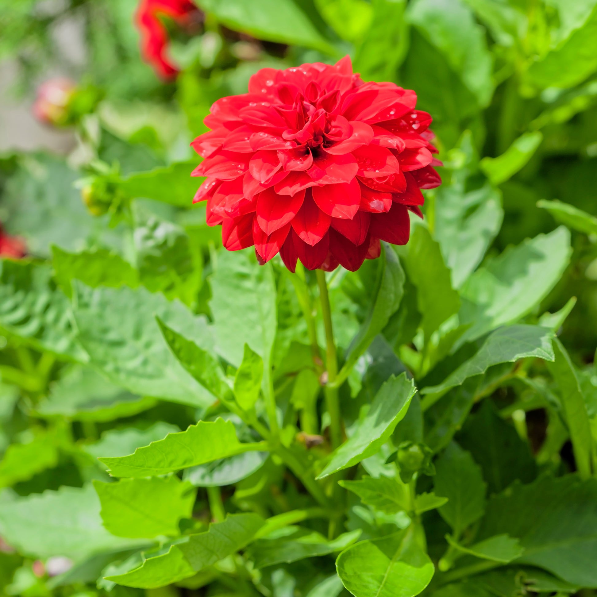 Rode Dahlia - Bakker