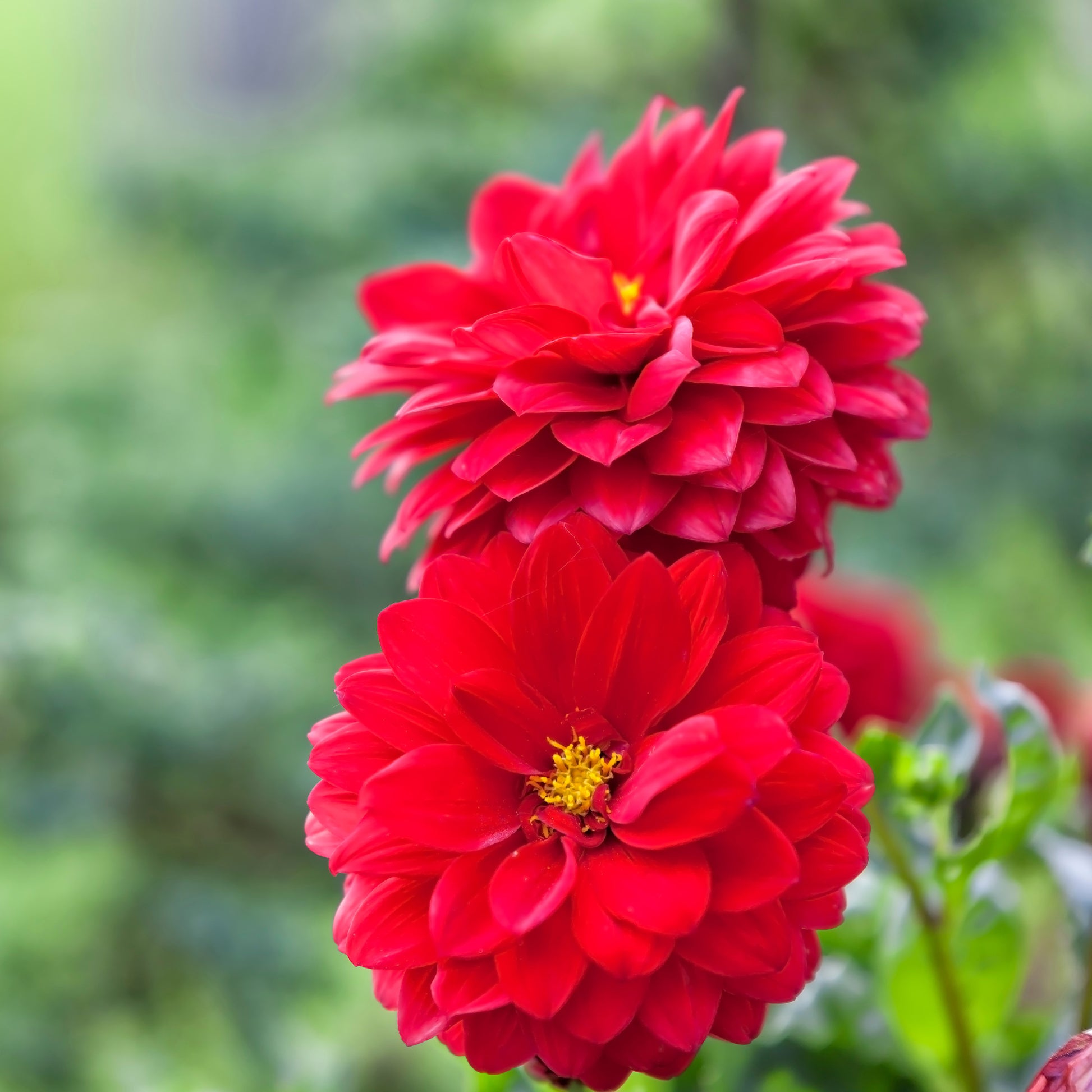Rode Dahlia - Dahlia red - Bakker
