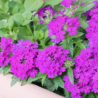 Paarse hangende verbena - Ijzerhard - Verbena pendula purple - Bakker