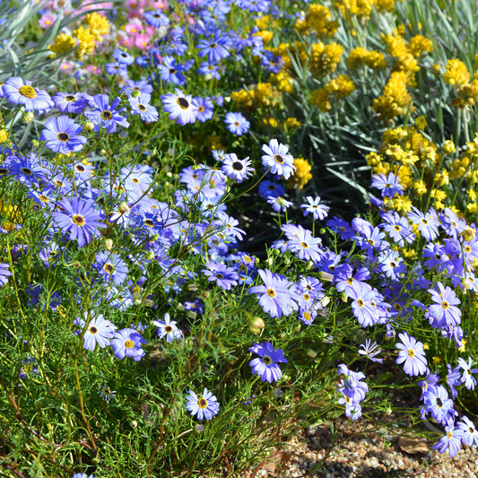 Brachycoma's - Bakker