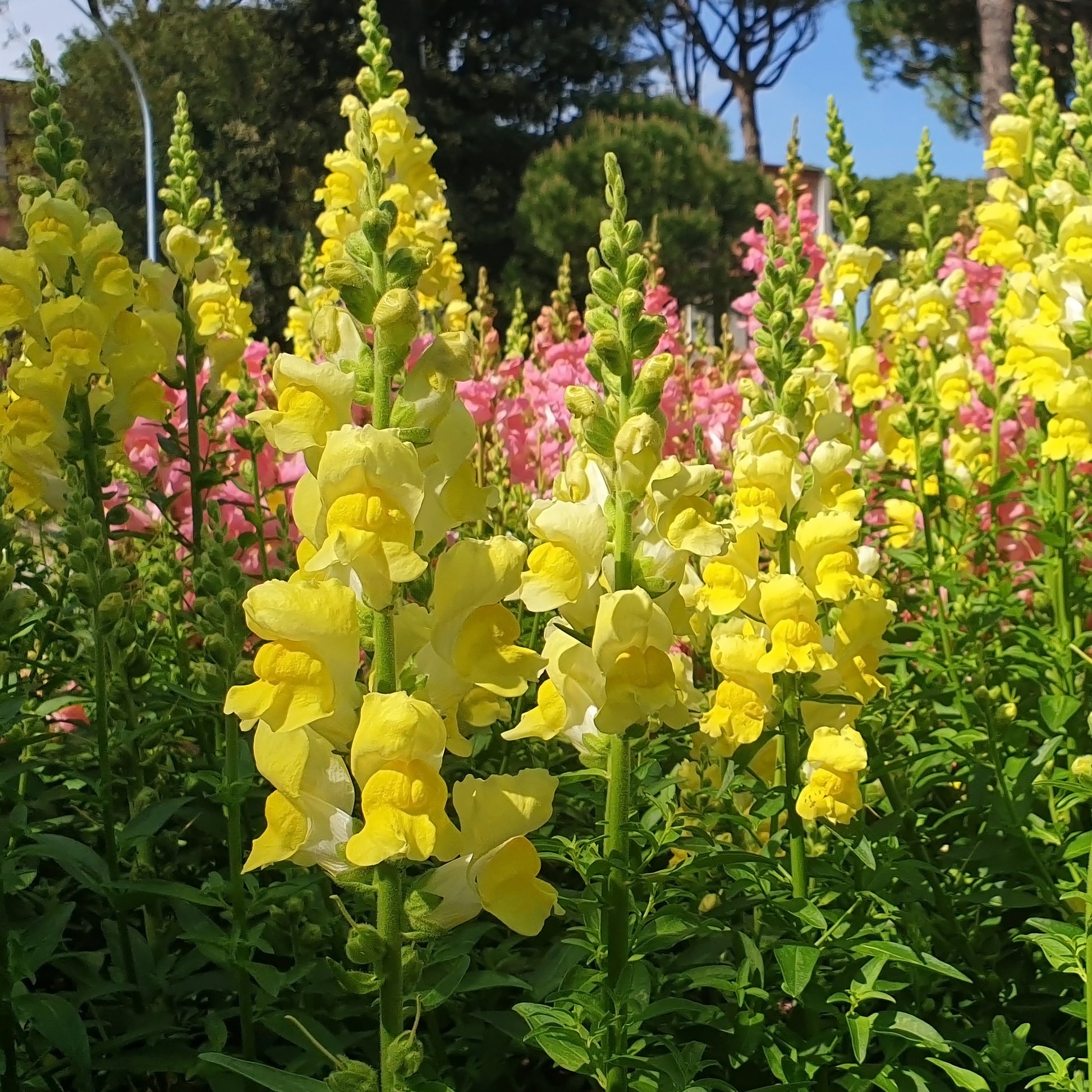 Muflier yellow - Gele Leeuwenbek - Balkon- en terrasbloemen