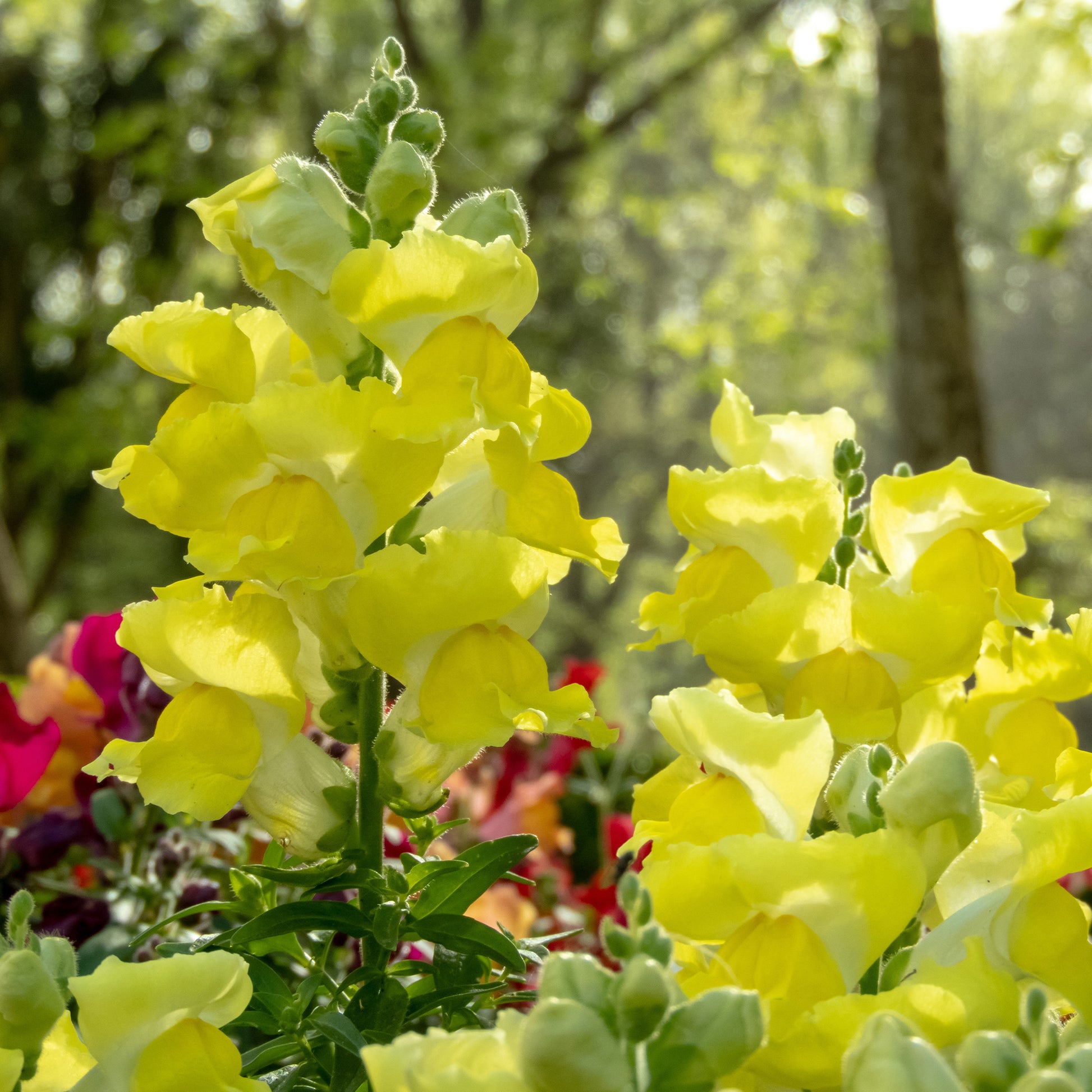 Gele Leeuwenbek - Muflier yellow - Bakker
