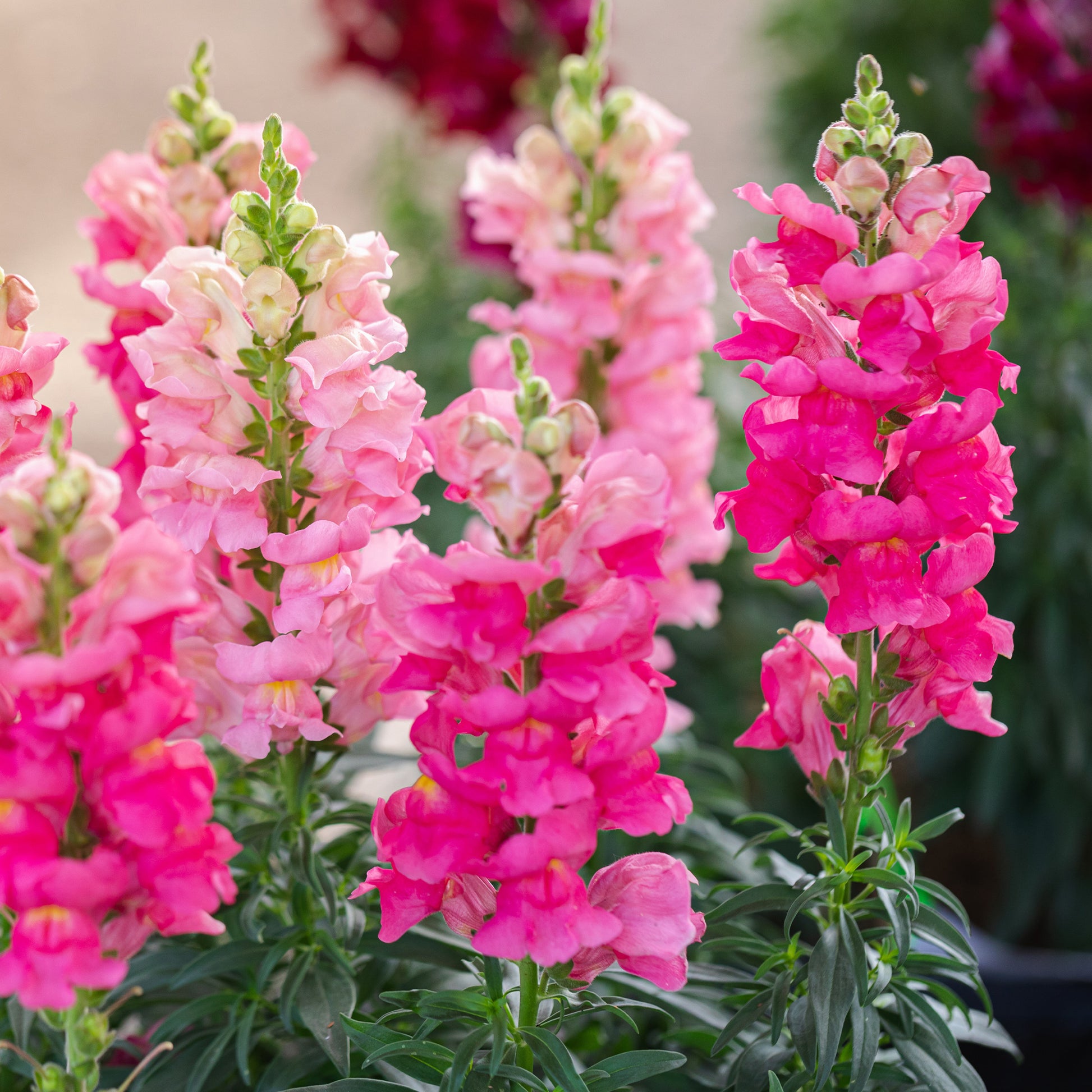 Roze Leeuwenbek - Muflier pink - Bakker