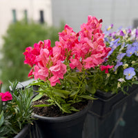 Roze Leeuwenbek - Bakker