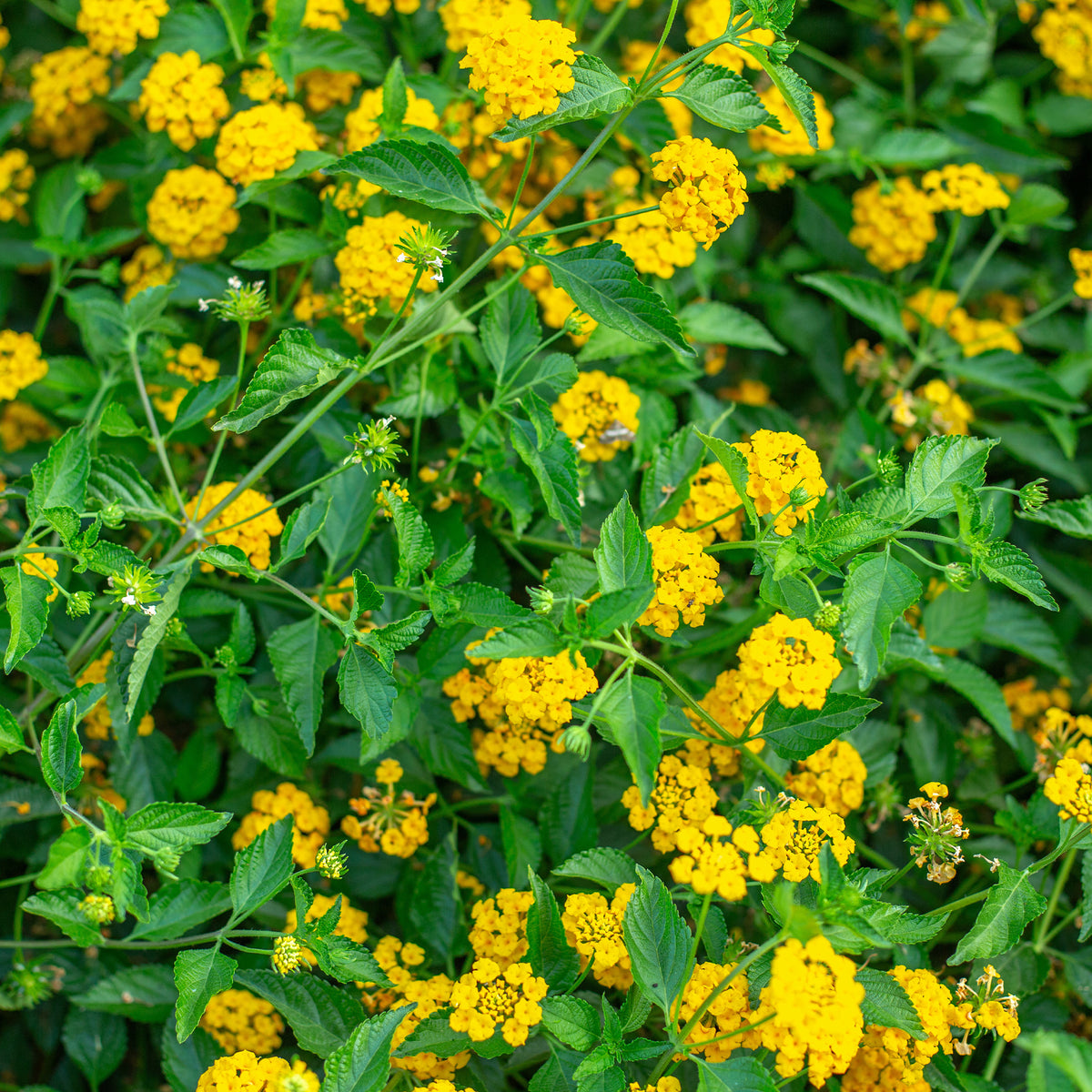 Lantana yellow - Gele Lantana - Wisselbloem - Balkon- en terrasbloemen