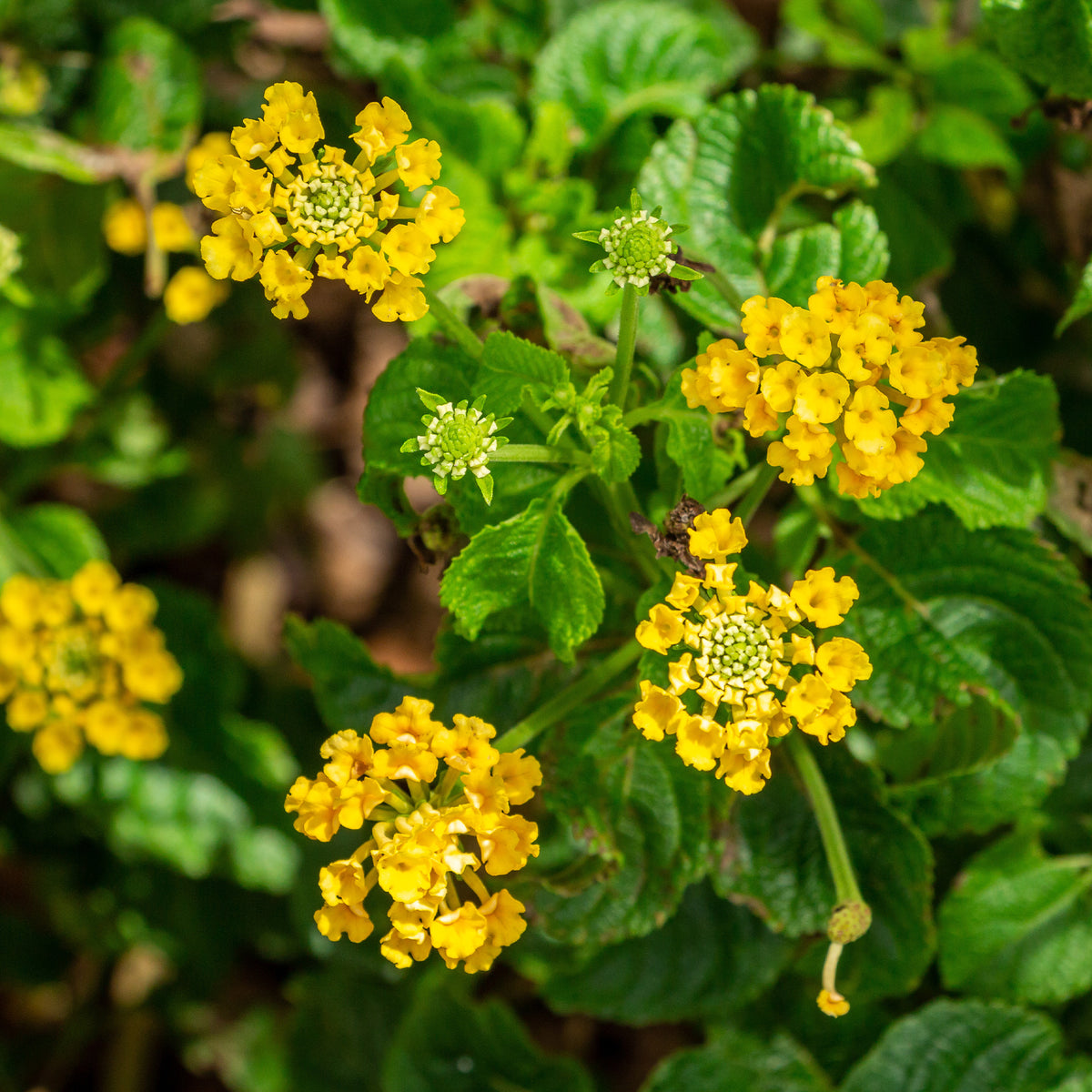 Gele Lantana - Wisselbloem - Lantana yellow - Bakker