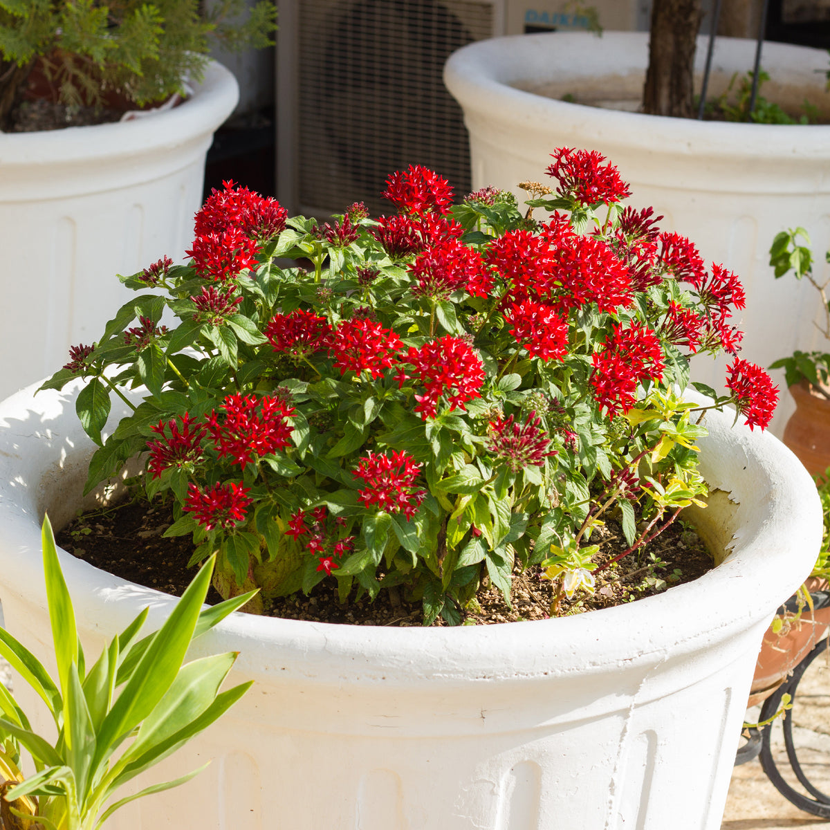 Rode Pentas - Egyptische sterbloem - Pentas red - Bakker
