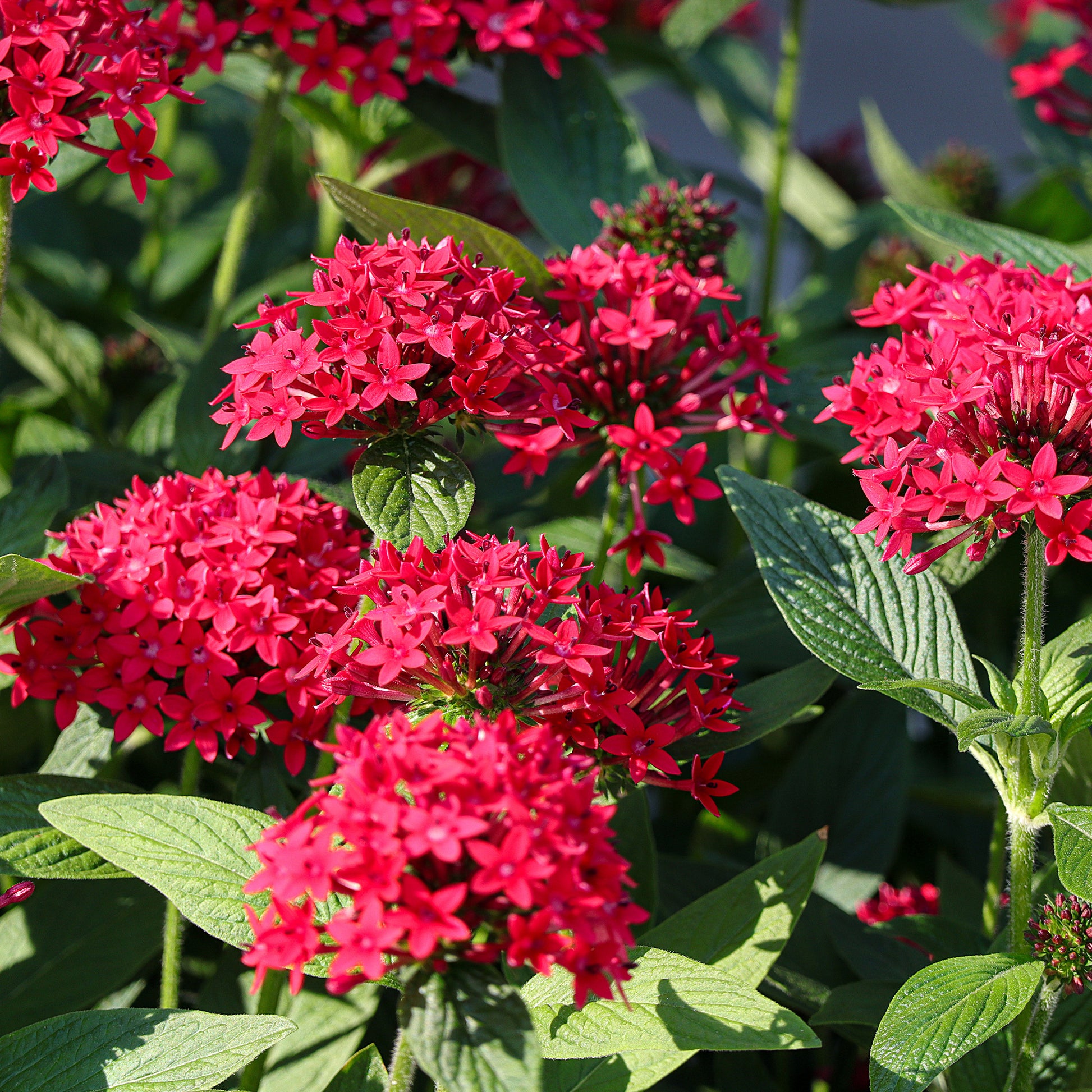 Pentas red - Rode Pentas - Egyptische sterbloem - Balkon- en terrasbloemen
