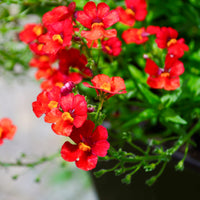 Rode Nemesia - Bakker