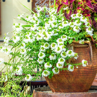 Wit waaierbloem - Scaevola  blanc - Bakker
