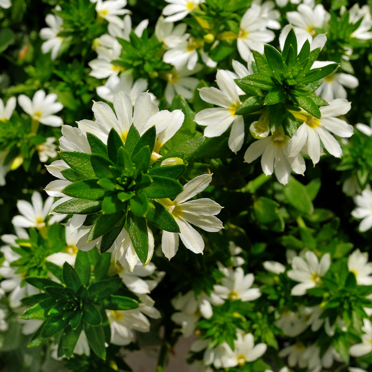 Wit waaierbloem - Bakker
