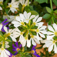Scaevola  blanc - Wit waaierbloem - Balkon- en terrasbloemen