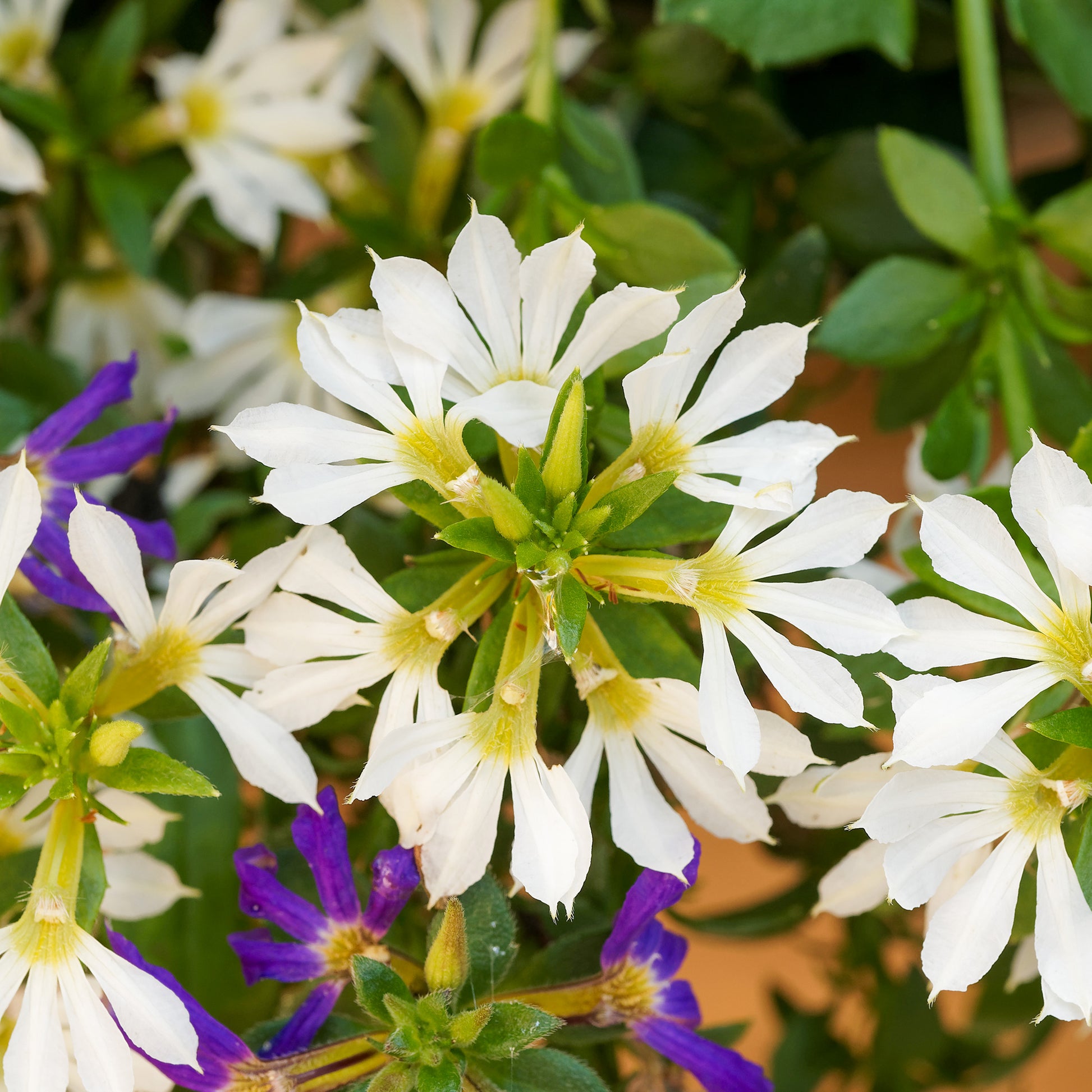 Scaevola  blanc - Wit waaierbloem - Balkon- en terrasbloemen