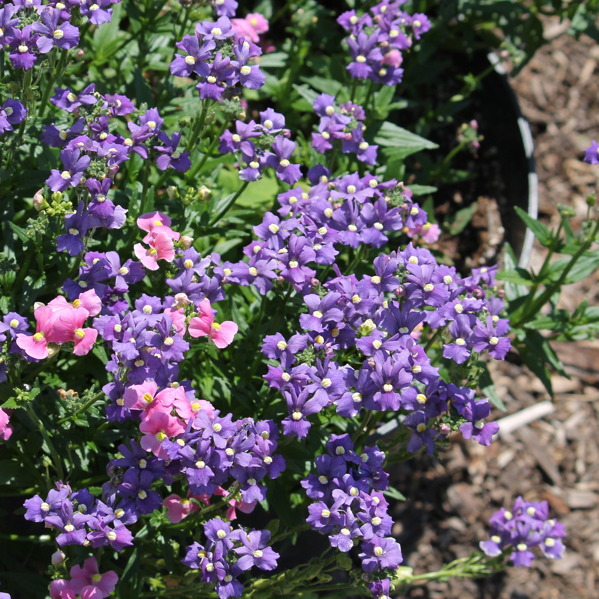Nemesia  blue - Blauwe Nemesia - Balkon- en terrasbloemen