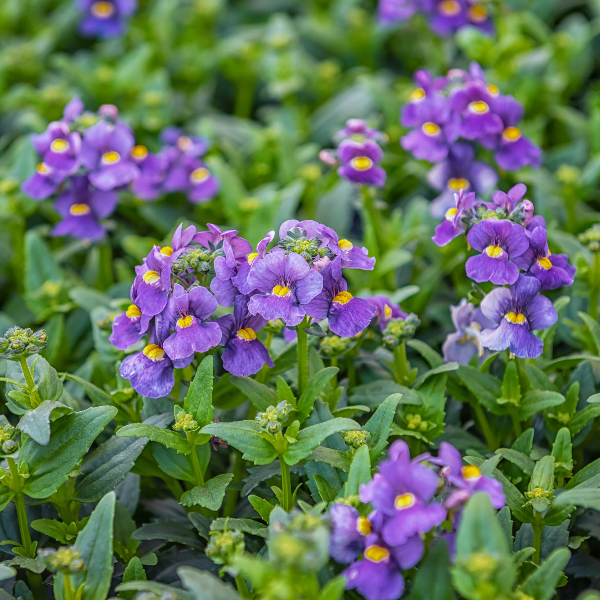 Blauwe Nemesia - Nemesia  blue - Bakker