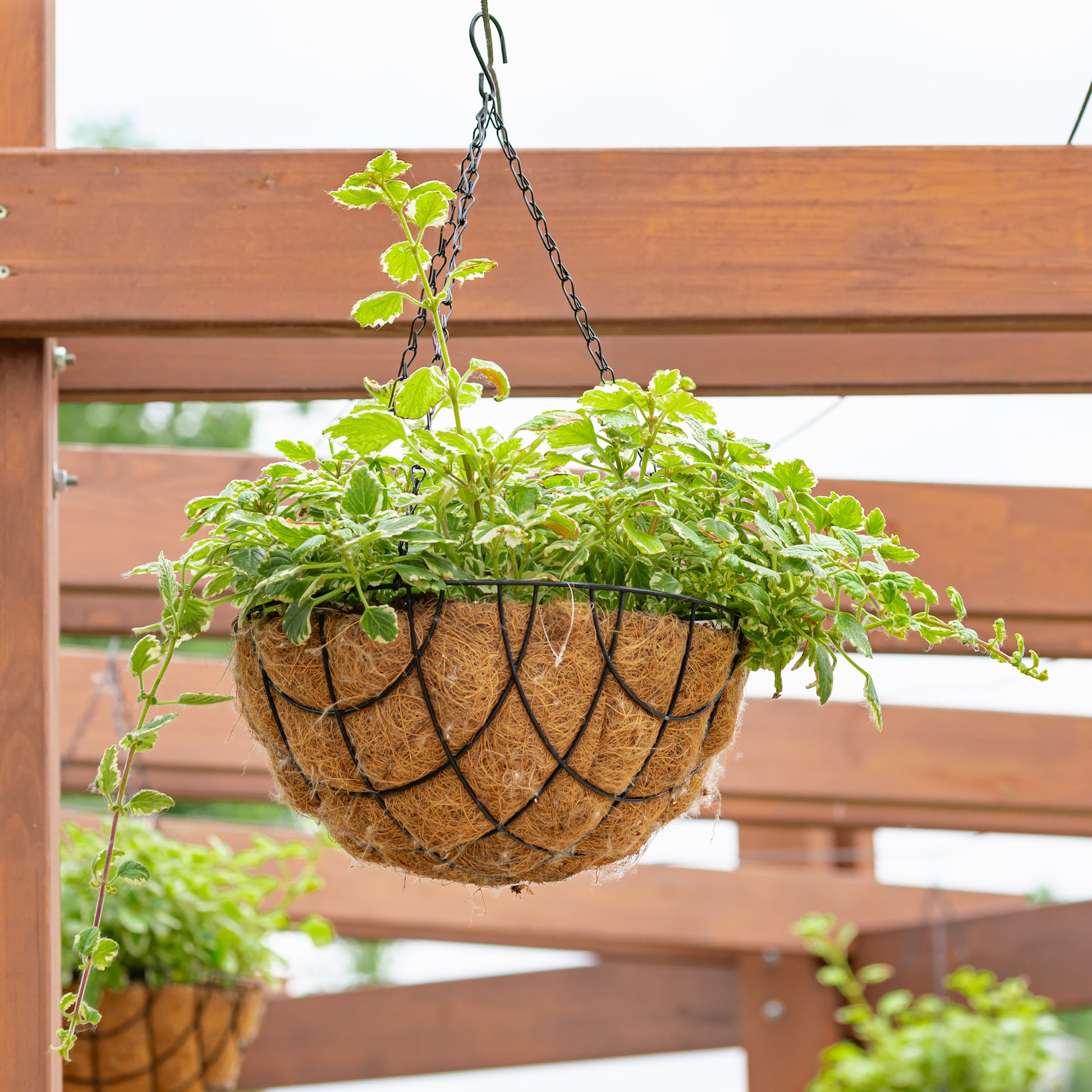 Balkon- en terrasbloemen - Plectranthus groen-wit - Plectranthus bicolore green and white