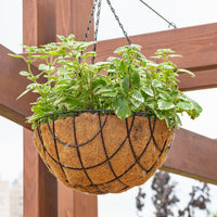 Plectranthus bicolore green and white - Plectranthus groen-wit - Balkon- en terrasbloemen