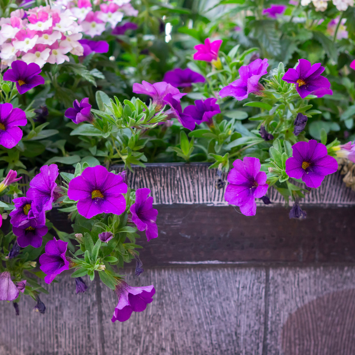 Paarse hangpetunia - Surfinia purple - Bakker