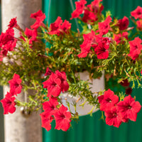 Rode hangpetunia - Surfinia red - Bakker