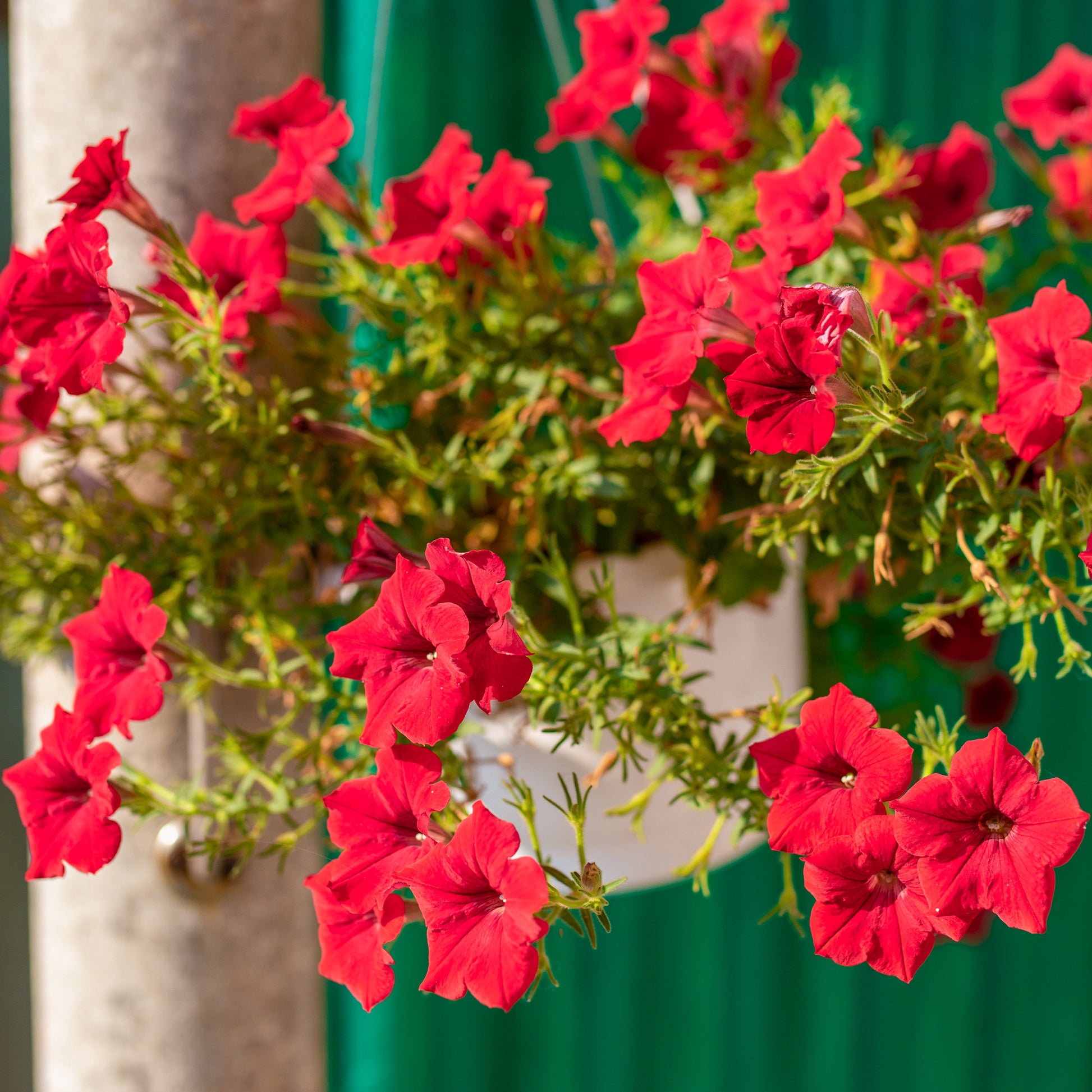 Rode hangpetunia - Surfinia red - Bakker