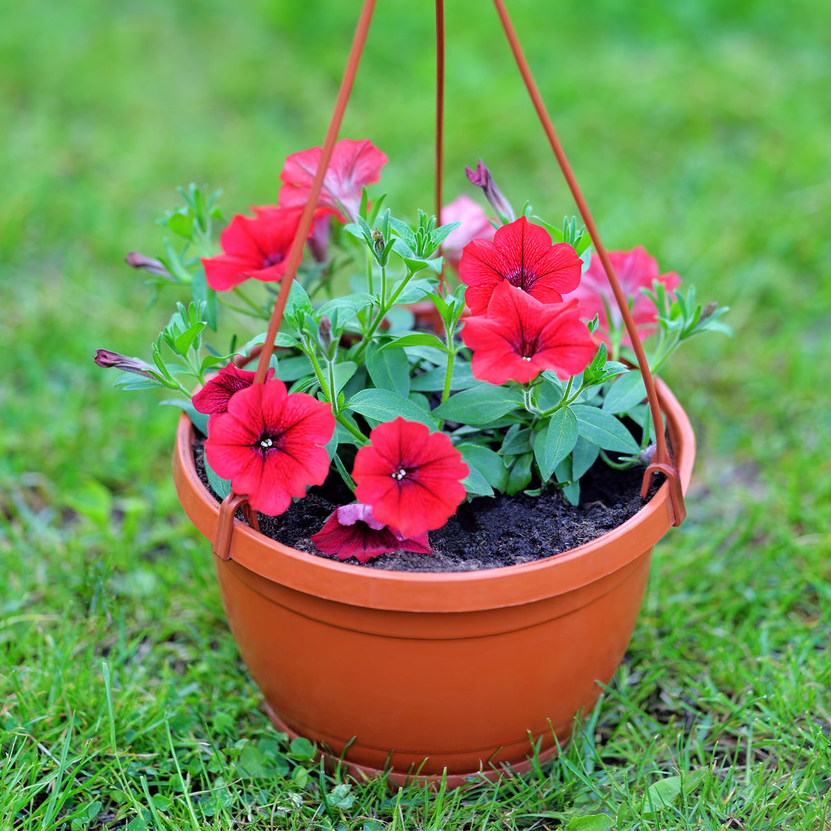 Rode hangpetunia - Bakker