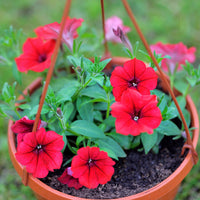 Surfinia red - Rode hangpetunia - Petunia en Calibrachoa