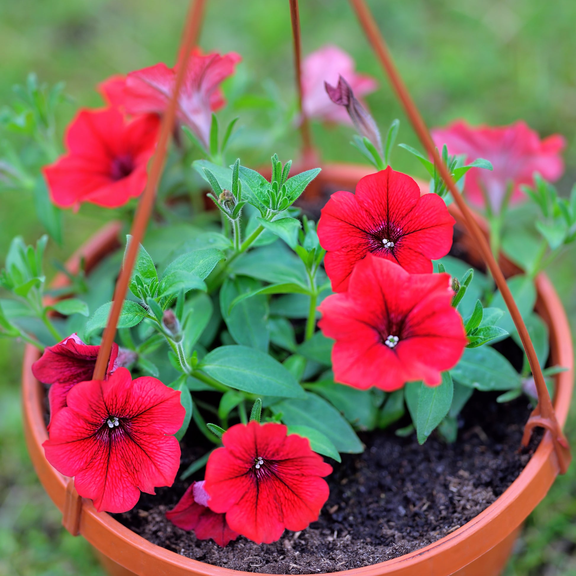 Surfinia red - Rode hangpetunia - Petunia en Calibrachoa
