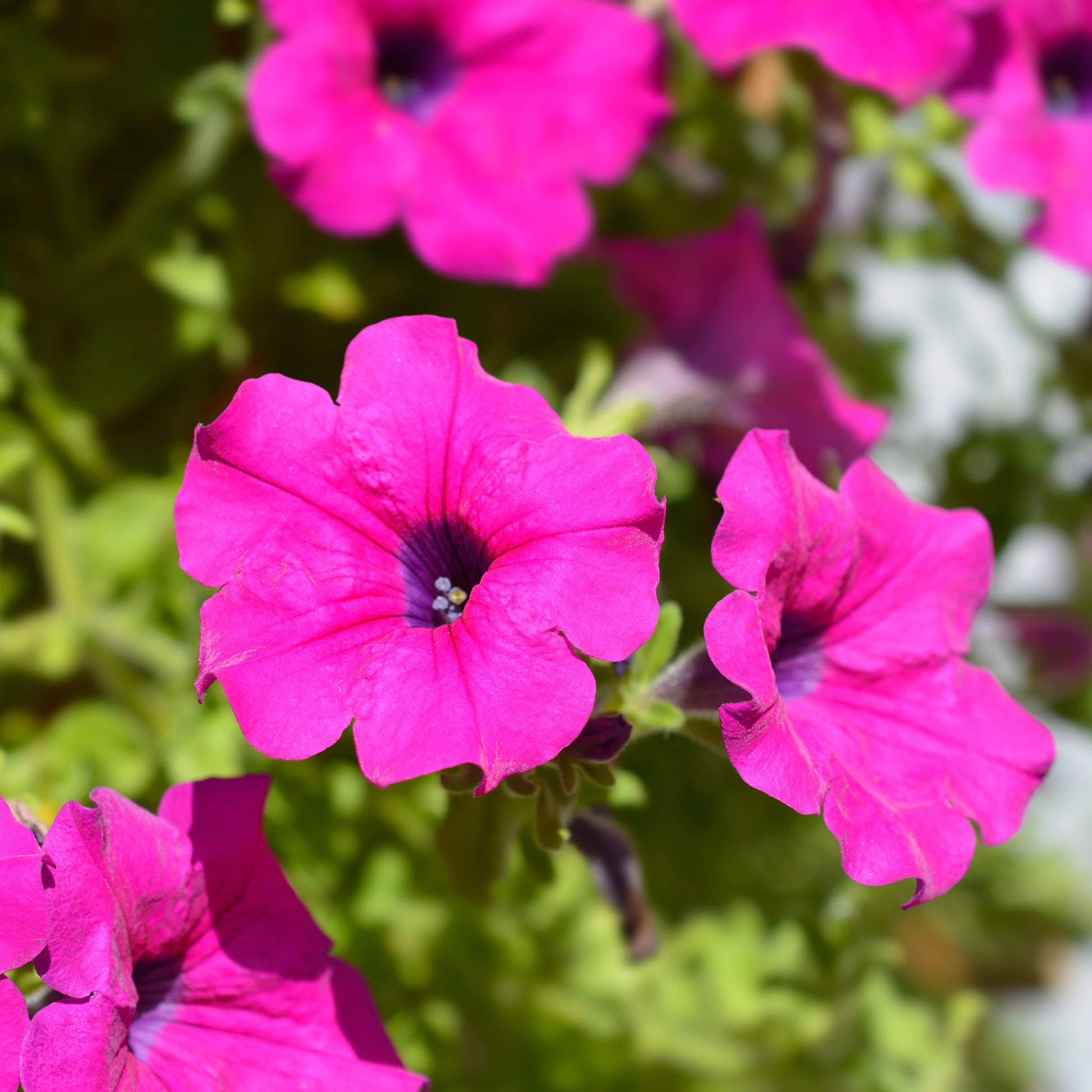 Roze hangpetunia - Surfinia pink - Bakker